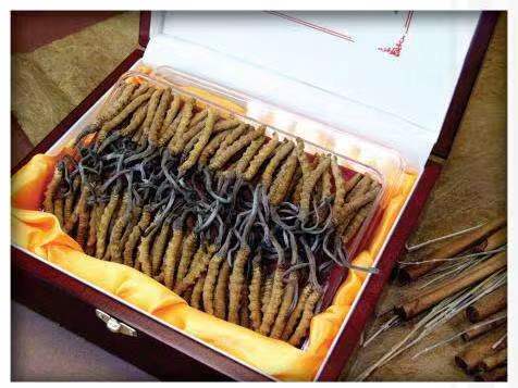 玉龙冬虫夏草回收